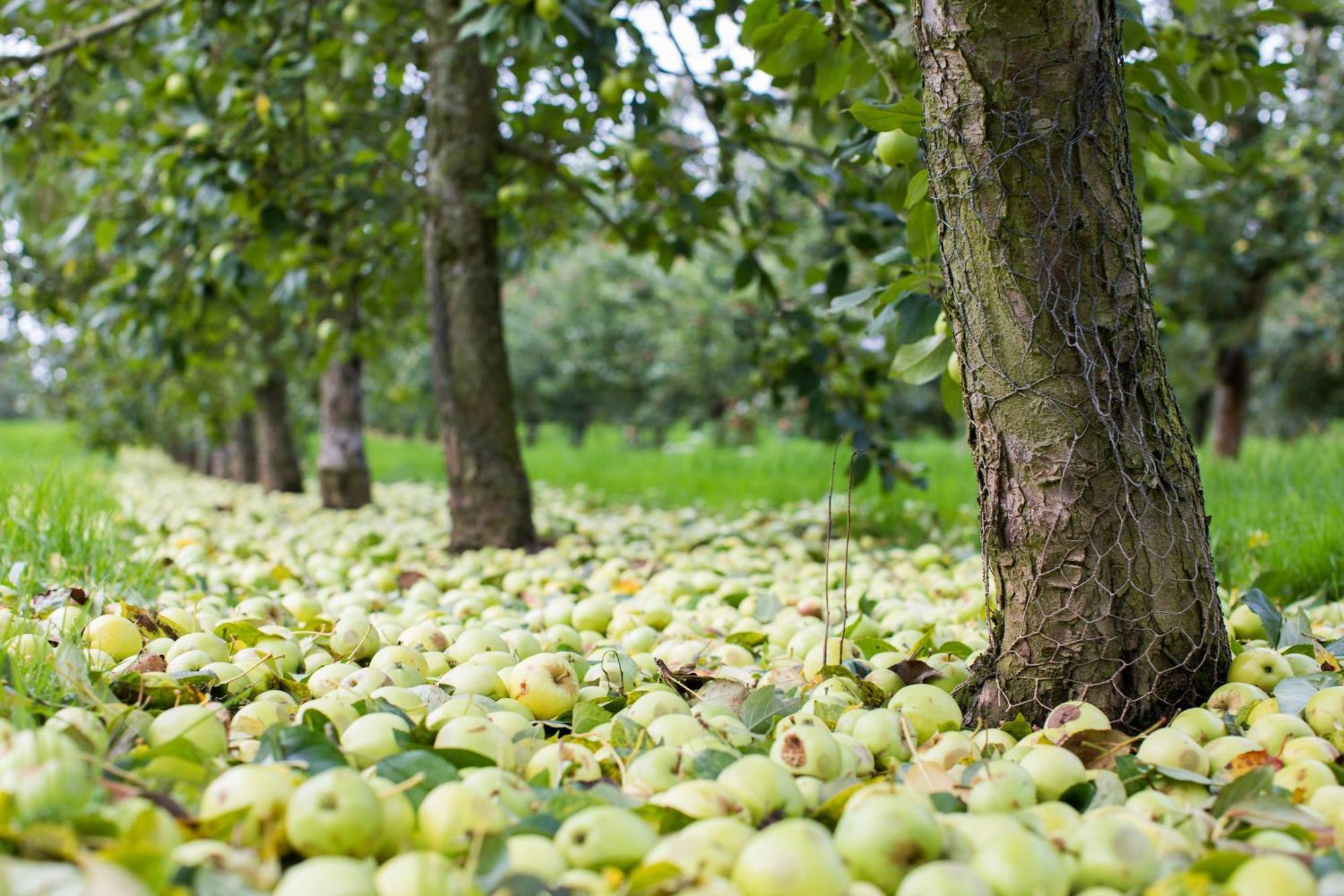 فيلا Dragon Orchard Retreat ليدبوري المظهر الخارجي الصورة